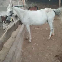 سه عدد مادیان عشایری معاوضه با گوسفند وبز|اسب و تجهیزات اسبسواری|گیلان غرب, |دیوار