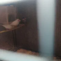 فنچ و کوتوله|پرنده|سراوان, |دیوار