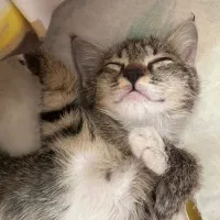 واگزاری گربه با ادب