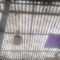 اجاره انبار|اجارهٔ مغازه و غرفه|تهران, شوش (باغ آذری)|دیوار