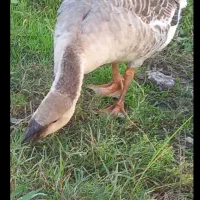 ۴عدد غاز بسیار درشت۴۸۰۰/۰۰۰