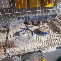 فنچ لپ قرمز|پرنده|تهران, نعمت‌آباد|دیوار