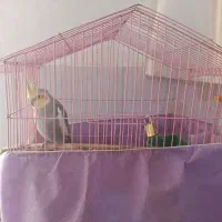 عروس هلندی با قفس