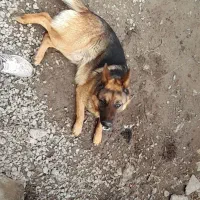 سگ  گرکی نر 2 ساله