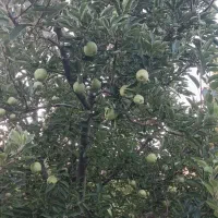 اجاره باغ سیب و گردو