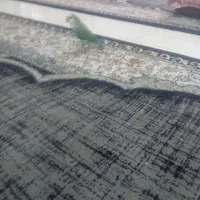 طوطی برزیلی سبز صورتش سفید|پرنده|رباط‌کریم, رباط‌کریم|دیوار