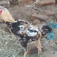 خروس لاری مفت