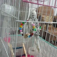 عروس وایت فیس خال طوسی