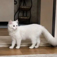 حیوان خانگی