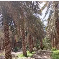 باغ خرما دربروات خیابان توحید۳۱