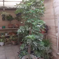 درختچه شفرا ۲ متری
