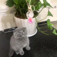 اسکاتیش دختر