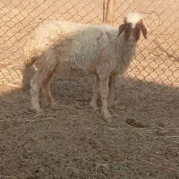 گوسفند و بره