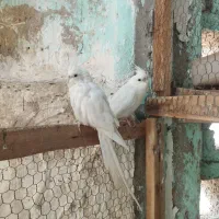 عروس هلندی آلبینو چشم قرمز
