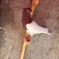 کبوتررنگه‌عطیقه