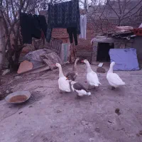 قوغاز|پرنده|ویلکیج, |دیوار