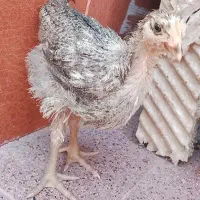 جوجه محلی