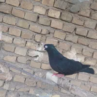 فروش زاغ اصیل مایع