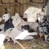 کبوتر طوقی|پرنده|مبارکه, |دیوار