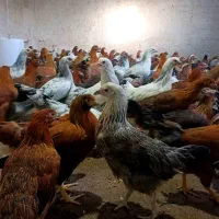 نیمچه مرغ تخمگذار نژاد گلپایگان/نزدیک به تخم|حیوانات مزرعه|کاشان, خرمدشت|دیوار