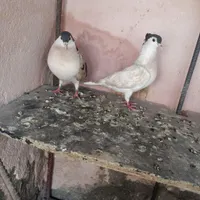 کبوتر|پرنده|رفسنجان, |دیوار
