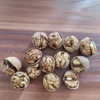 گردو مغز سفید روغنی