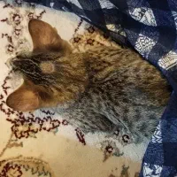 توله گربه گمشده، به یابنده مژدگانی داده می‌شود|گربه|زابل, |دیوار