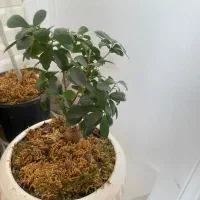 دو عدد بن سایی شاداب