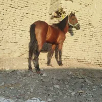 اسب نریان