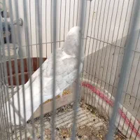 دوکت|پرنده|پیر بکران, |دیوار