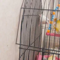 فنچ بنگالی سفید ونرگسی