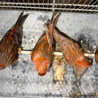 قناری سرخ سوخته نر درجه یک