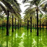 فروش زمین کشاورزی