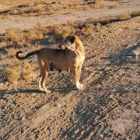 سگ سرابی|سگ|شیروان (خراسان), |دیوار
