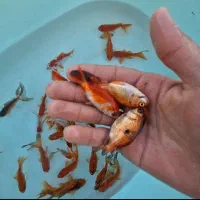 گلدفیش|ماهی|اردکان, |دیوار