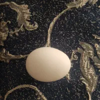 تخم مرغ محلی تازه