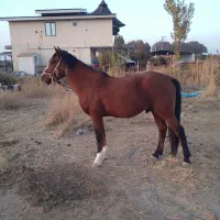 اسب ۴ساله نر|اسب و تجهیزات اسبسواری|ارومیه, |دیوار