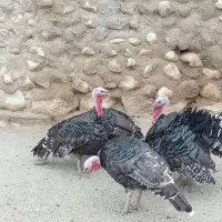 بوقلمون محلی ارگانیک