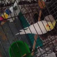 عروس هلندی نر