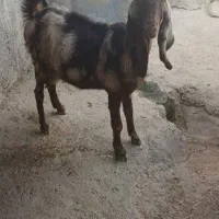 فروش دو عدد بز شام ابستن|حیوانات مزرعه|سرپل ذهاب, |دیوار