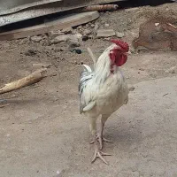 خروس گلین اصل