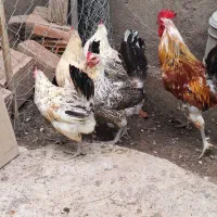 تعداد 4 مرغ 1خروس گلین لری اصیل تخمگذار کرچشو جوان