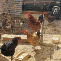 مرغ وخروس|حیوانات مزرعه|رباطکریم, رباطکریم|دیوار