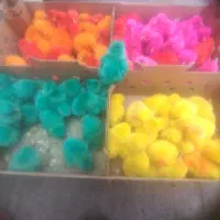 جوجه محلی رنگی