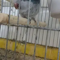 راهب مولد ابی|پرنده|تبریز, |دیوار