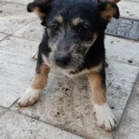 سگ  دو نژاده از پاپی و ژرمن (نژاد خاص و کمیاب)