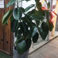 گل و گیاه آپارتمانی