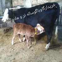 خرید و فروش گاو و جنگه گوساله ماده و نر نقد