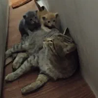 واگذاری رایگان دو تا بچه گربه نر با مادر