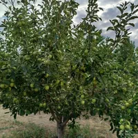 باغ به متراژ ۲۰۰۰متر در شربیان|فروش خانه و ویلا|مهربان, |دیوار